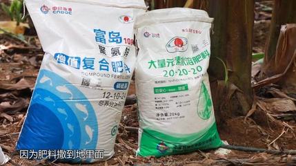 千亩香蕉园只用"一套肥"!||富岛 翔燕 中海化学 中国增值肥料的创造者